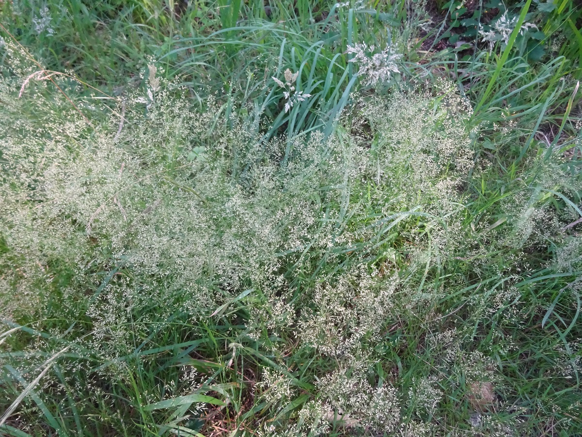 Agrostis capillaris var. capillaris (Poaceae)